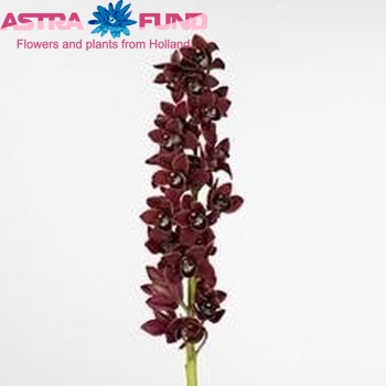 Cymbidium mini per tak George Harrison 'Flying High' φωτογραφία