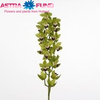 Cymbidium mini per tak Green King 'Emerald' φωτογραφία