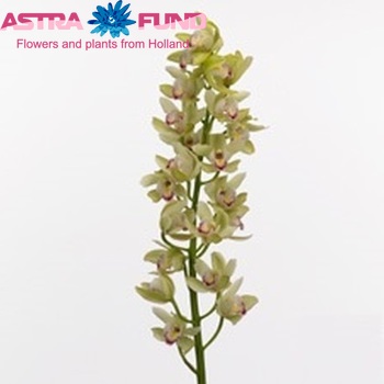 Cymbidium mini per tak 'Ke' photo