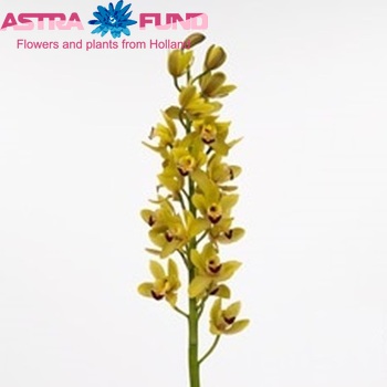 Cymbidium mini per tak Mary Pinchess 'Del Rey' photo