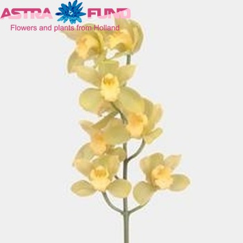 Cymbidium mini per tak Melinga 'Rum Jungle' photo