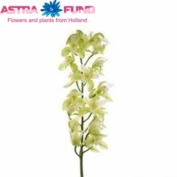 Cymbidium mini per tak Melinga 'White Jungle' foto