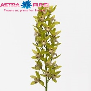 Cymbidium mini per tak 'Minette' foto