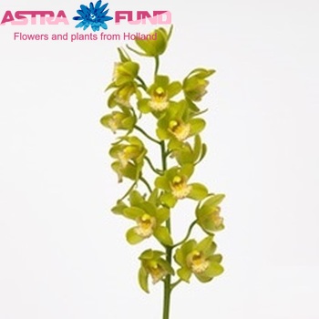 Cymbidium mini per tak Mini Mint 'Maxime' foto