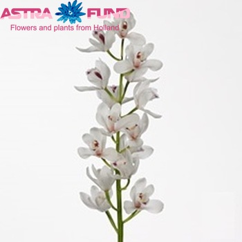 Cymbidium mini per tak Mountain Rhapsody 'Fabienne' foto
