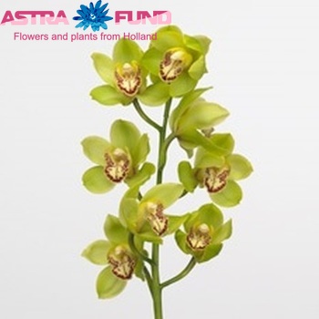 Cymbidium mini per tak 'Nicole' foto