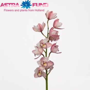 Cymbidium mini per tak Peachlet 'Irene' foto