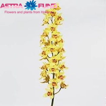 Cymbidium mini per tak Pen 'Broadmoor' foto