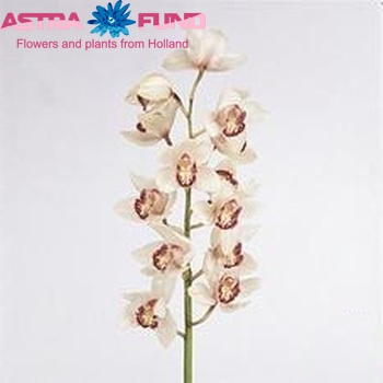 Cymbidium mini per tak 'Petra' foto