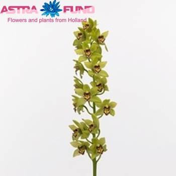 Cymbidium mini per tak Pistachio Mint 'Green Tumb' foto