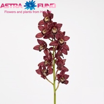 Cymbidium mini per tak Red Beauty x Roy '....' fotografija