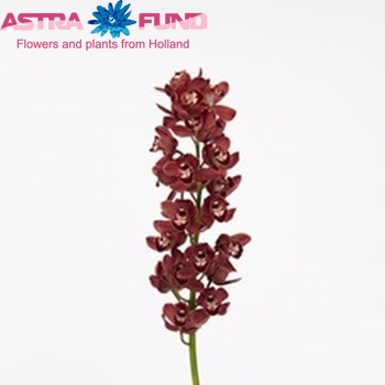 Cymbidium mini per tak Redbaker 'Benjamin' fotografija
