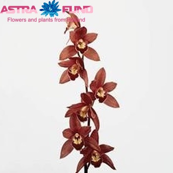 Cymbidium mini per tak 'Redstar' fotografija
