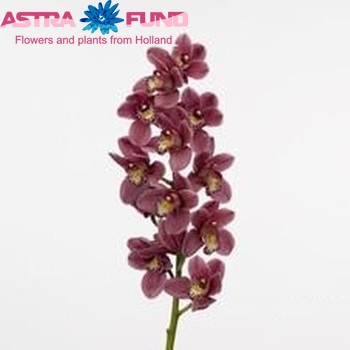 Cymbidium mini per tak Rincon Fairy 'Pink Perfection' fotografija