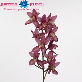 Cymbidium mini per tak Ruby Heart 'Ina' fotografija