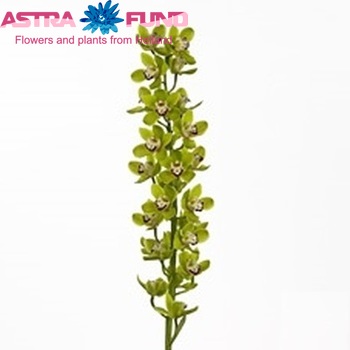 Cymbidium mini per tak 'Sea Foam' fotografija