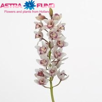 Cymbidium mini per tak Showgirl 'Sabrina' foto