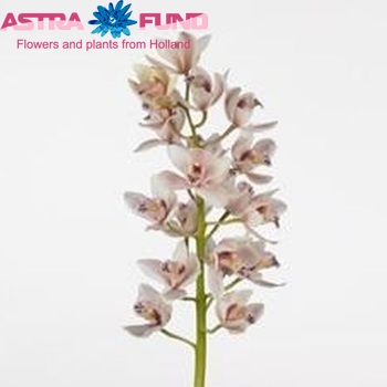Cymbidium mini per tak Showgirl 'Superba' foto