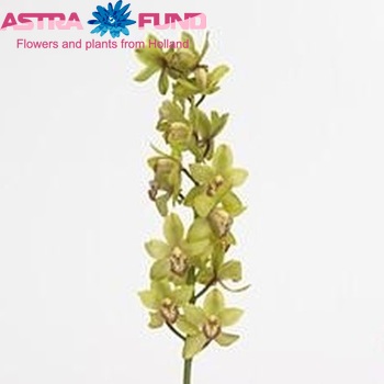 Cymbidium mini per tak 'Siette' foto