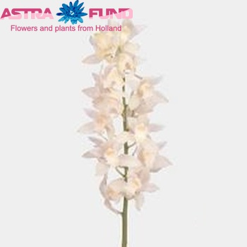 Cymbidium mini per tak 'Snow Blossom' foto