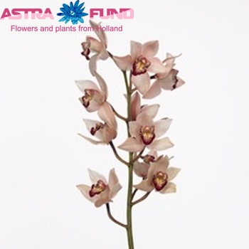 Cymbidium mini per tak Summer Pearl 'Shirley' foto
