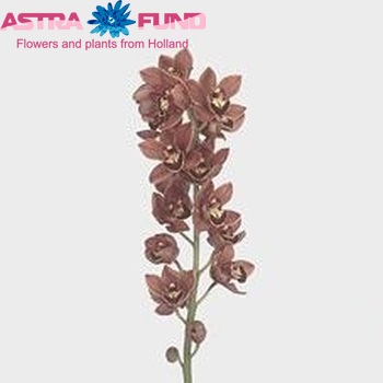 Cymbidium mini per tak Tangerine Mary 'Brownie' foto