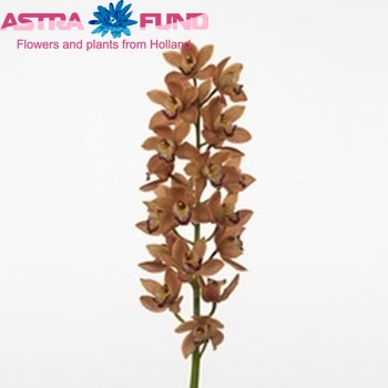 Cymbidium mini per tak 'Terra' foto