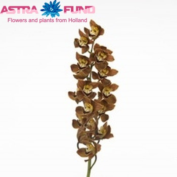 Cymbidium mini per tak Tokomaru 'Sirocco' foto