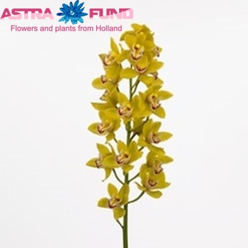 Cymbidium mini per tak Tracy Doll 'Pamela' foto
