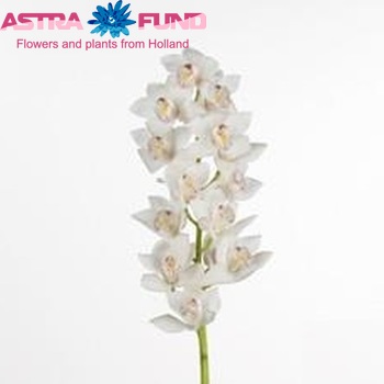 Cymbidium mini per tak 'White Fair' foto