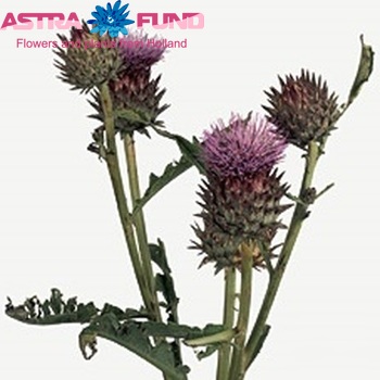 Cynara cardunculus photo