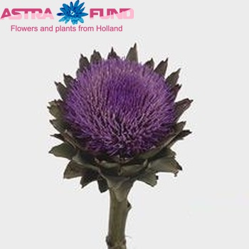 Cynara 'Groene van Laon' photo