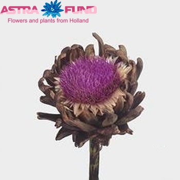 Cynara scolymus photo