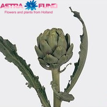 Cynara scolymus 'Green Globe' photo