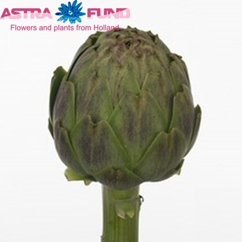 Cynara scolymus 'Madrigal' photo