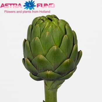Cynara scolymus 'Olympus' photo