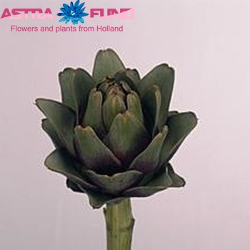 Cynara scolymus 'Orlando' photo