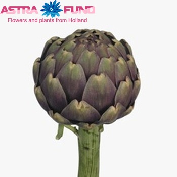 Cynara scolymus 'Salambo' photo
