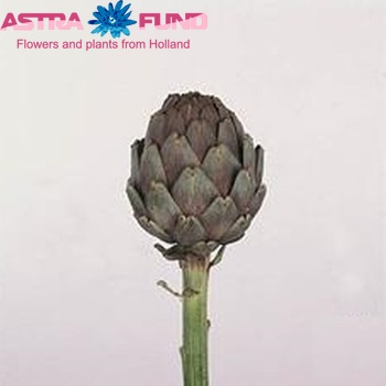 Cynara scolymus 'Velours' foto