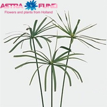 Cyperus alternifolius photo