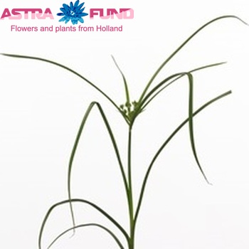 Cyperus glaber photo