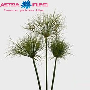 Cyperus papyrus photo