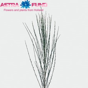 Cytisus 'Boskoop Ruby' (decoratie) photo