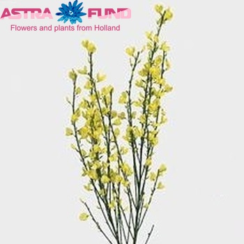 Cytisus x praecox 'Allgold' (decoratie) photo