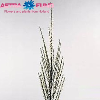 Cytisus x praecox 'White Lion' (decoratie) photo