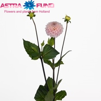 Dahlia Ball Grp 'Wizard of Oz' fotografie