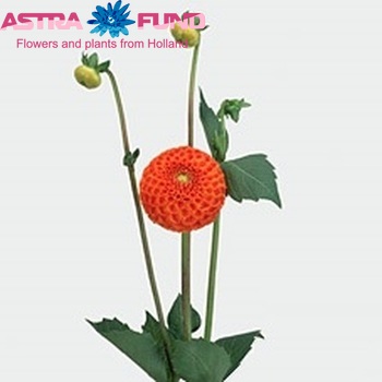 Dahlia 'Bantling' fotografie