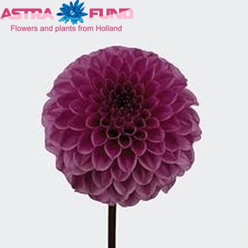 Dahlia 'Barbara' fotografie