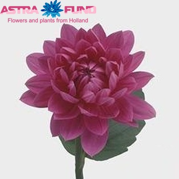 Dahlia 'Barcalona' fotografie