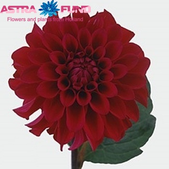 Dahlia 'Black Barbara' fotografie